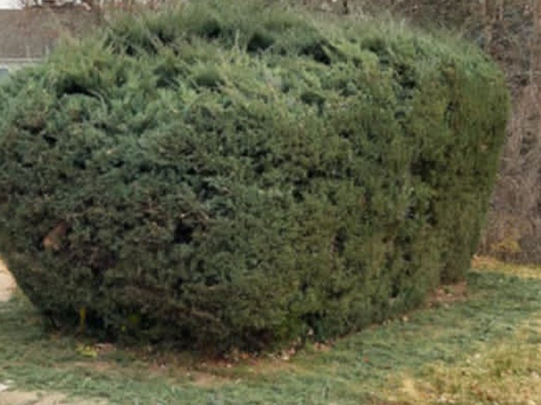 Saul Landscaping LLC