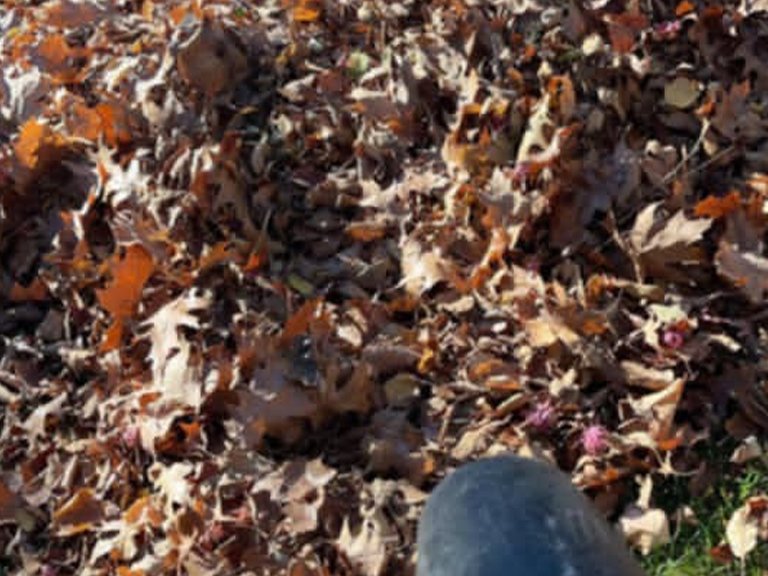 Saul Landscaping LLC
